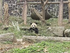 -都江堰中华大熊猫苑