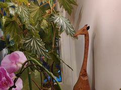 -懒人盐府人家·自贡大麻鱼(安贞店)