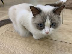 -安格丽娜·狗咖·猫咖羊驼咖(春熙路百盛商场店)