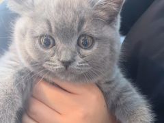 -美联众合宠物医院·爱萌分院·内外科·猫科中心