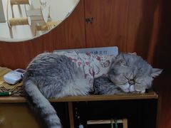 -楼上猫咖(罗湖店)