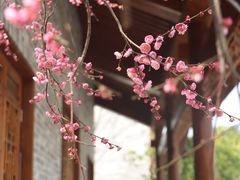 -洋湖国家湿地公园