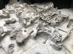 -自贡恐龙博物馆