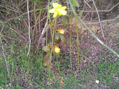 -蜀冈西峰生态公园