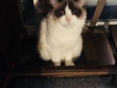 -猫色咖啡·猫咖