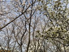 -高东镇樱花园
