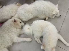 -安格丽娜·狗咖·猫咖羊驼咖(春熙路百盛商场店)