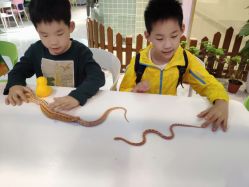 -Moni星球萌宠·小马宝莉·灵蛇·高端高阶全萌宠互动体验俱乐部(红豆国际广场店)