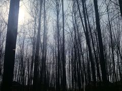 -林间山庄