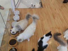 -momokira米努特·德文卷毛猫·棉花面纱犬