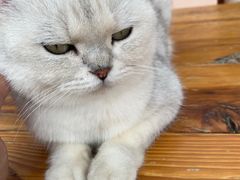 -喵屿·大理花园猫咖