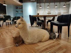 -遇见羊驼·奶狗咖·布偶猫咖·法斗柯基柴犬阿拉斯加(春熙路太古里IFS店)