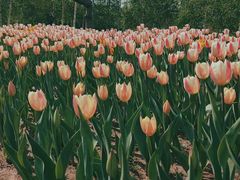 -长春公园(普阳街道)