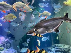 -上海海洋水族馆