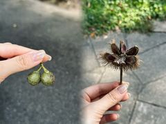 -中国科学院华南植物园