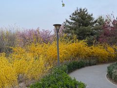 -大兴滨河森林公园