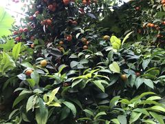 -呀路古热带植物园