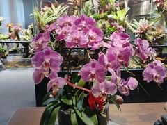-扶摇湘宴·烤鸭·湘粤宴(中关村·北大店)