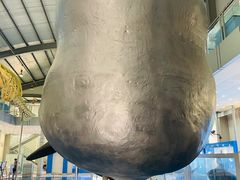 -上海海洋大学鱼文化博物馆(军工路校区)