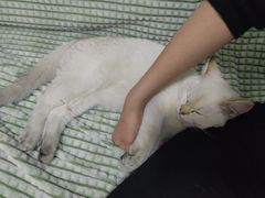 -猫大福·Fortune Cat猫舍(百子湾店)
