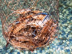 -嘻虾·钓虾工场(东莞总店)