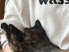 -猫的茶·猫咖