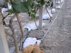 -马陆小张葡萄园农家乐