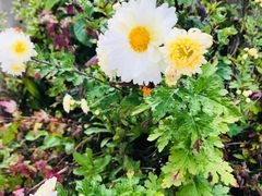 -硗碛藏寨·神木垒景区