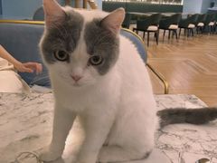 -遇见羊驼·奶狗咖·布偶猫咖·法斗柯基柴犬阿拉斯加(春熙路太古里IFS店)