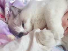 -十年猫舍·猫咪专门店(普陀店)