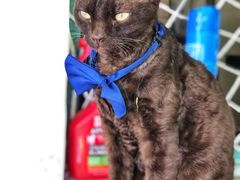 -喵屿·大理花园猫咖