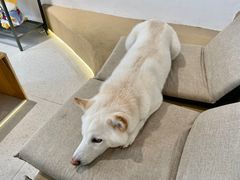 -柴务处·柴犬主题狗咖