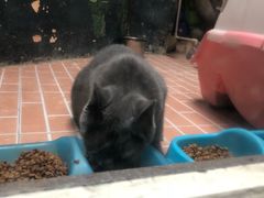 -猫咪博物馆(顶澳仔猫街店)