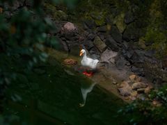 -十八棵（老龙井）御茶园(老龙井店)