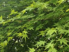 -杭州半山国家森林公园