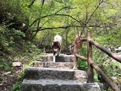 -青峰峡国家森林公园