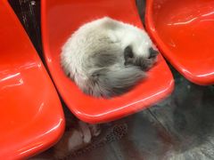 -猫咪博物馆(顶澳仔猫街店)