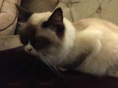 我有黑眼圈-猫色咖啡·猫咖
