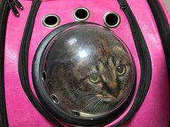 -关爱动物医院·心脏·中兽医·异宠(金牛路分院)