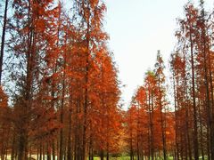 -森波拉奇妙世界