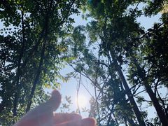 -深圳龙潭公园