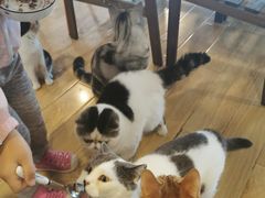 -Cappucimeow猫咪咖啡馆(韦伯时代店)