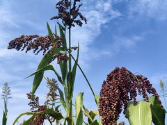 -中国天府农业博览园