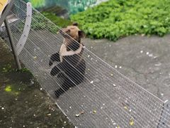 -成都动物园