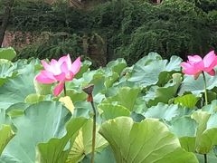 -四川大学(望江校区)