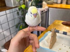 -吉丁鸟咖·异宠·寄养