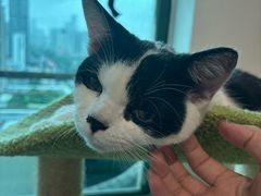 -瑞鹏宠物医院·骨科·猫科·内科(第一中心)