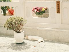 -古德寺