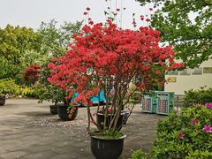 -上海滨江森林公园