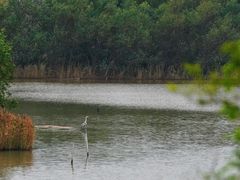 -华侨城湿地公园